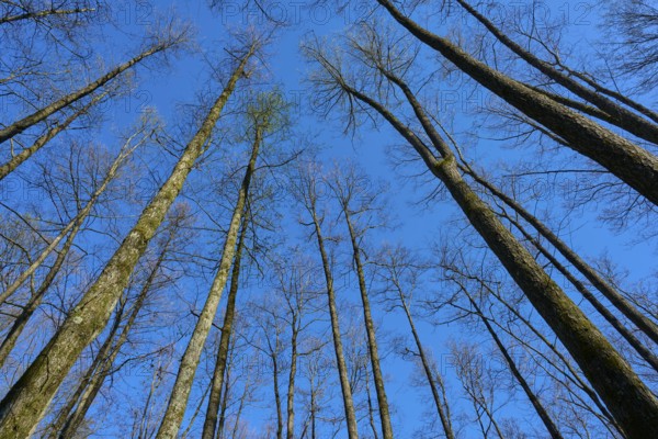 View to the sky through slender alder tree trunks, which stand out against a bright blue, spring,
