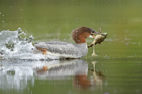Common merganser. Mergus merganser. A female caught a bull frog and swims fast to escape from a