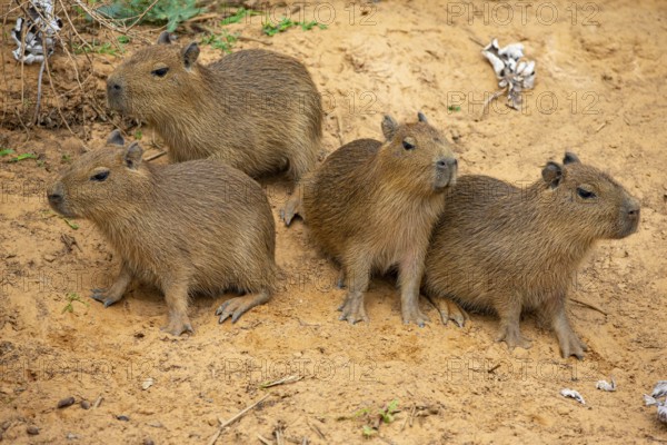 Capybara (Hydrochaeris hydrochaeris) Pantanal Brazil