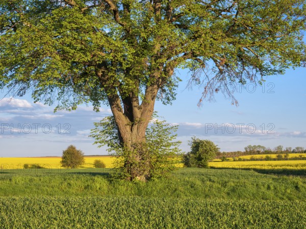 Field landscape with lime tree and flowering rape field in spring, near Freyburg, Saxony-Anhalt,