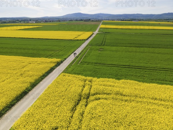 Two joggers run between blossoming rape fields towards the Taunus ridge. (Aerial photo with a
