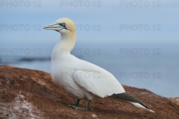 Northern gannet (Morus bassanus) standing on the cliff with the sea in the background, wildlife,