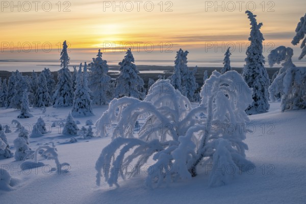 Winter landscape with snow-covered trees, Riisitunturi National Park, Posio, Lapland, Finland,
