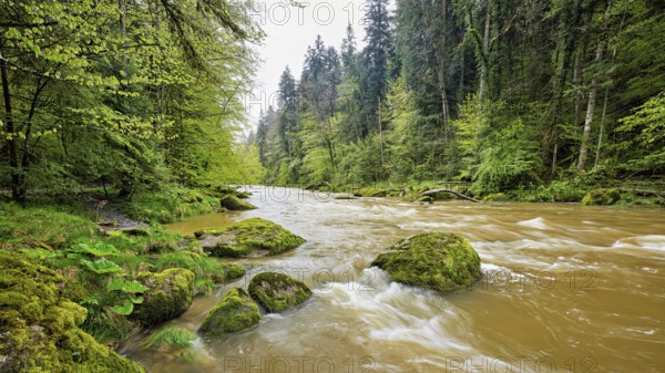 European beech trees shedding leaves, in the foreground moss-covered stones on the river Sihl,