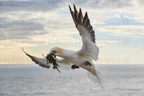 Northern gannet (Morus bassanus) flying over the sea with rivet material in the beak, landing
