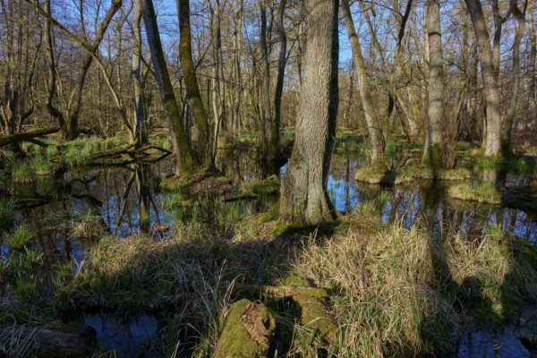 Dark shadow falls on a swampy forest with reflecting water and branched trees, oak, spring, nature