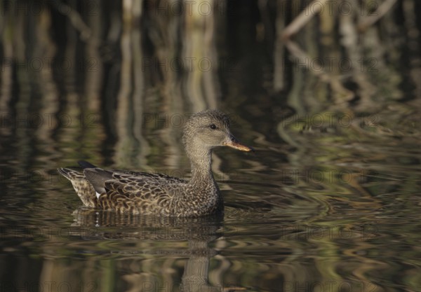 Gadwall (Mareca strepera) female, California, USA, North America