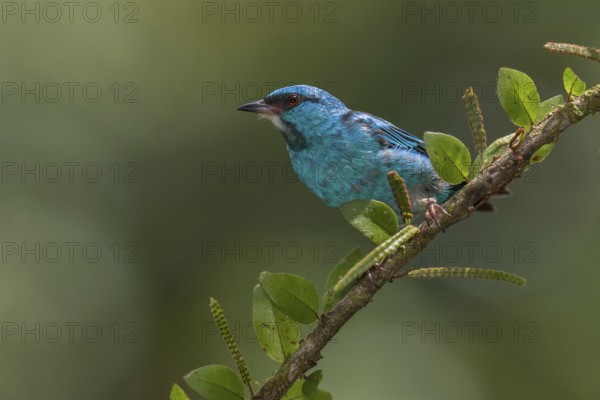 Blue Dacnis (Dacnis cayana) male, Costa Rica, Central America