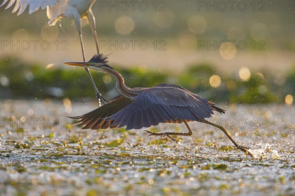 Purple heron (Ardea purpurea), the bird searches for prey in shallow water in the early morning and