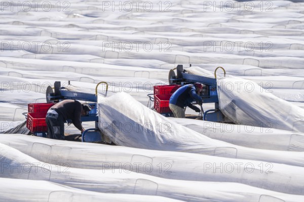 Asparagus harvest on the Lower Rhine, near Wesel, asparagus field under thermo foil, for faster