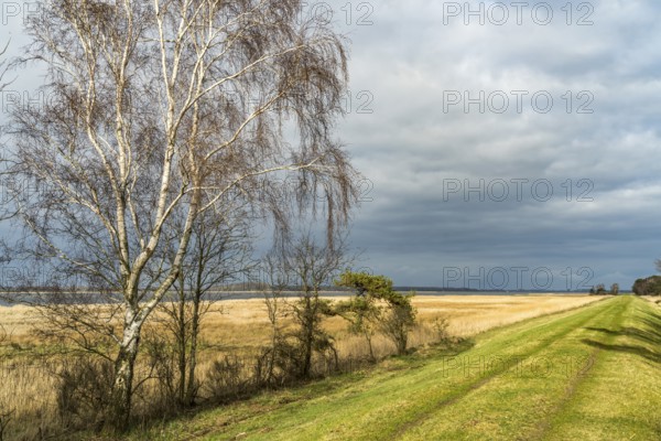 At Schaproder Bodden near Haide, Ummanz Island, Ruegen, Mecklenburg-Western Pomerania, Germany,