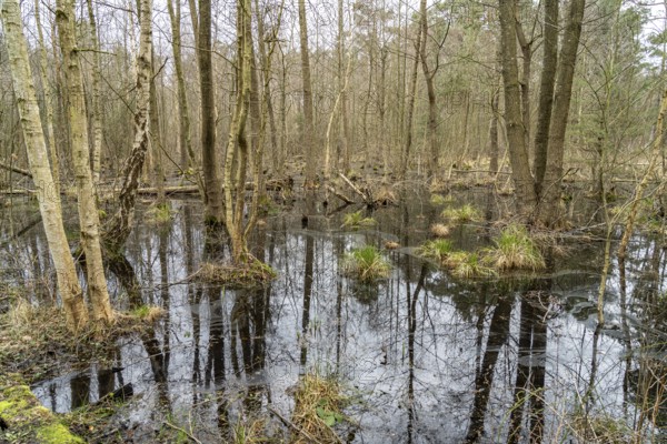 Ribnitzer Großes Moor nature reserve near Graal-Müritz, Mecklenburg-Western Pomerania, Germany,