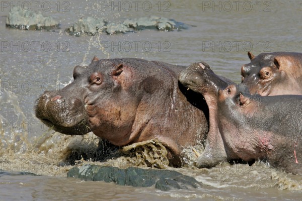 Hippopotamus (Hippopotamus amphibius) adult attacking and biting another Hippo in the back,