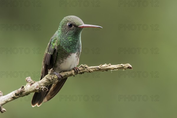 Glittering-throated Emerald (Amazilia Fimbriata) perched on a branch in the Atlantic Rainforest of