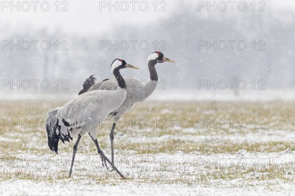 Common crane (Grus grus), also Eurasian crane, migratory bird, resting bird, breeding bird, pair,