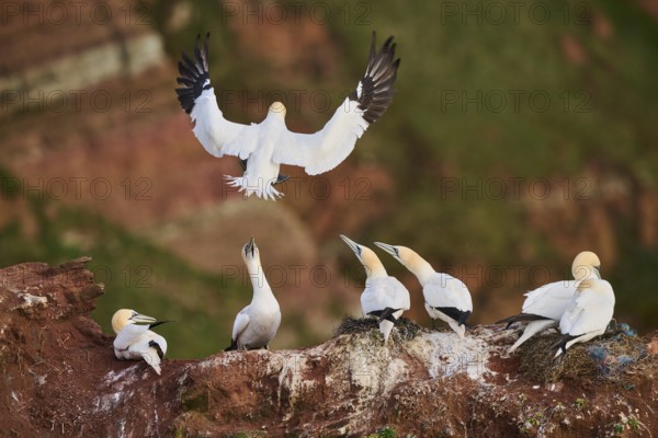Northern gannet (Morus bassanus) landing on the cliff in the colony with the sea in the background,
