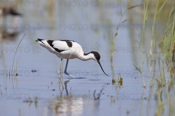 Avocet (Recurvirostra avosetta), adult wader feeding in the shallow water of the lake shore zone,