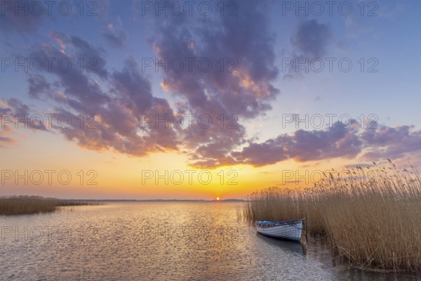 Rowing boat, rowboat along reed bed at sunset near Warthe, Rankwitz at the Lieper Winkel on the