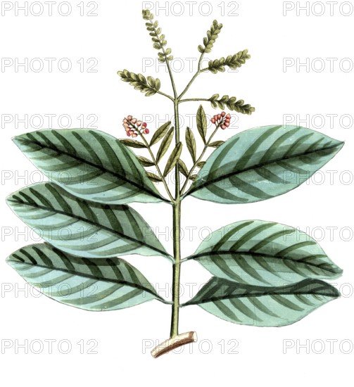 Ophiorrhiza mungos, genus of flowering plants from the coffee family, digital reproduction of a