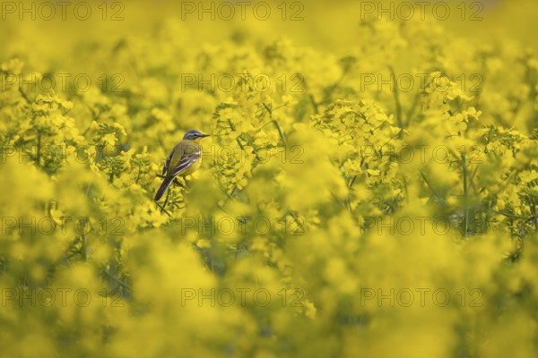 A yellow wagtail sits in spring in a flowering rape field near Frankfurt am Main, Frankfurt am