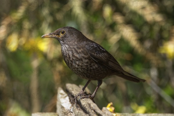 A female blackbird (Turdus merula) sitting on a branch in a sunny, green environment,