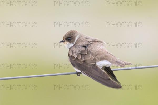 Sand martin (Riparia riparia), sitting on a wire, wildlife, animals, birds, swallows, migratory
