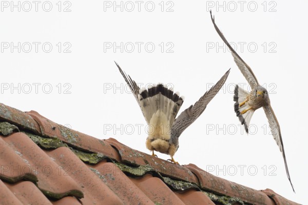 Defence pose of a male Common Kestrel (Falco tinnunculus) against an attacking rival above a roof,