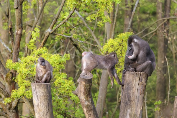 Three Drills (Mandrillus leucophaeus), a male and two females, sit high up on the three stumps of a