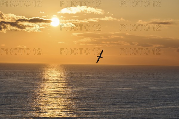 Northern gannet (Morus bassanus) flying over the sea at sunset, wildlife, Helgoland, Germany,