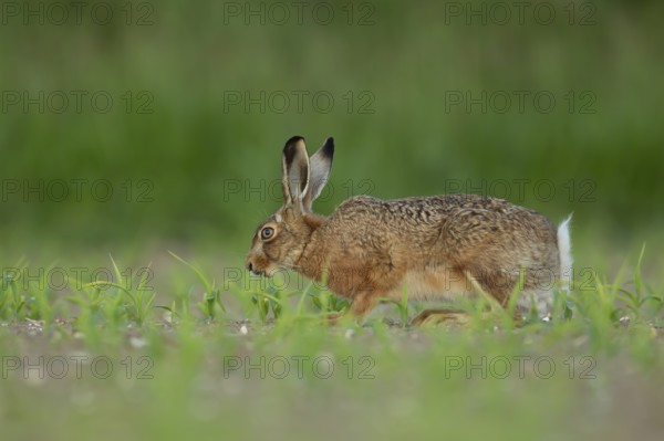 European brown hare (Lepus europaeus) adult animal feeding in a farmland maize field in summer,