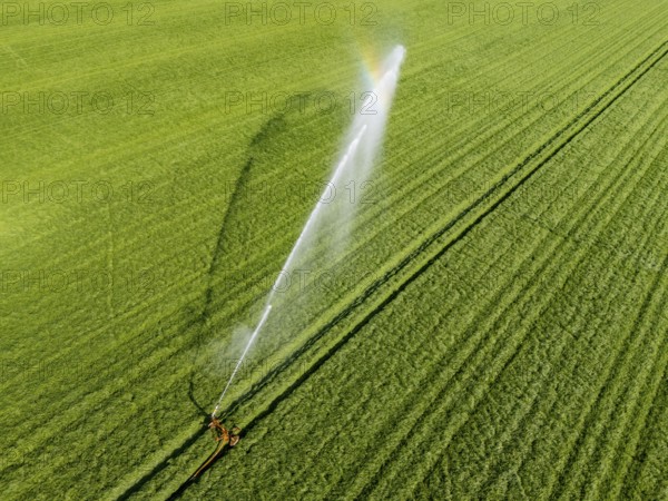 Artificial irrigation of a cereal field in April, with a sprinkler system, long dry spell in spring