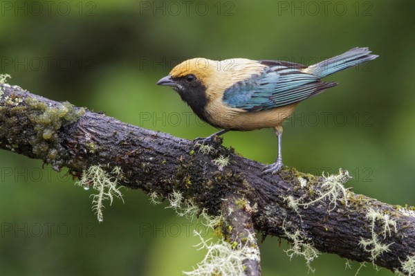 Burnished-buff Tanager (Tangara cayana) perched on a branch in the Atlantic rainforest of southeast