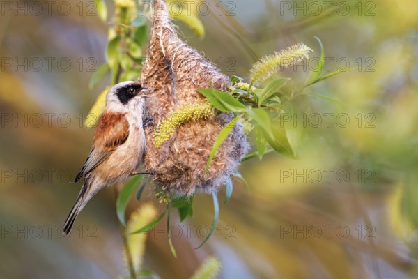 Eurasian Penduline Tit (Remiz pendulinus) male singing at nest, Saxony-Anhalt, Germany, Europe