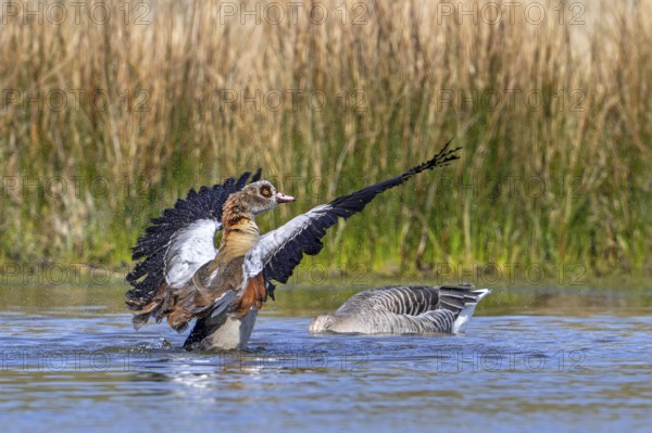 Egyptian goose (Alopochen aegyptiaca) male splashing water while flapping wings in pond in spring