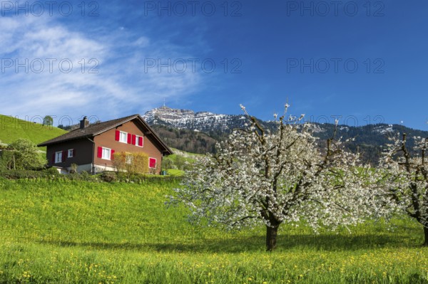Blossoming cherry tree with house and Mount Rigi, Küssnacht am Rigi, Canton Schwyz, Switzerland,