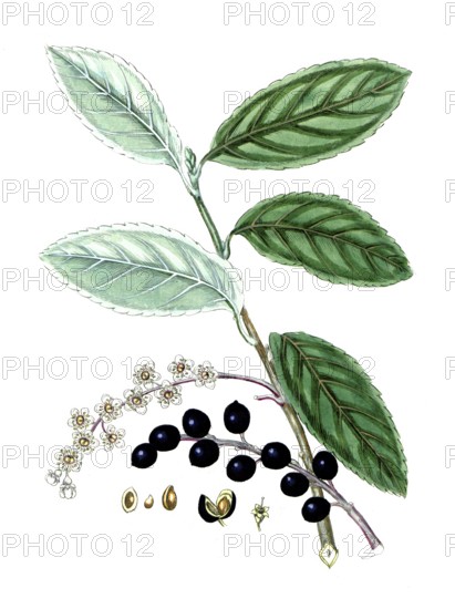Prunus laurocerasus, laurel cherry, also known as Pontic laurel cherry or cherry laurel, digital