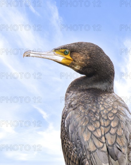 Cormorant (Phalacrocorax carbo), close-up, blue sky, looking to the left, profile view, Herdecke,