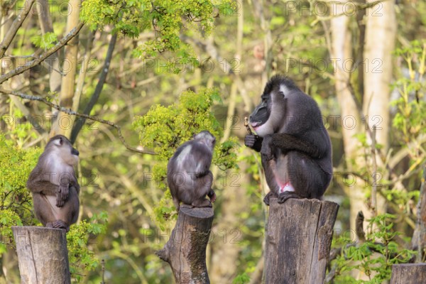 Three Drills (Mandrillus leucophaeus), a male and two females, sit high up on the three stumps of a