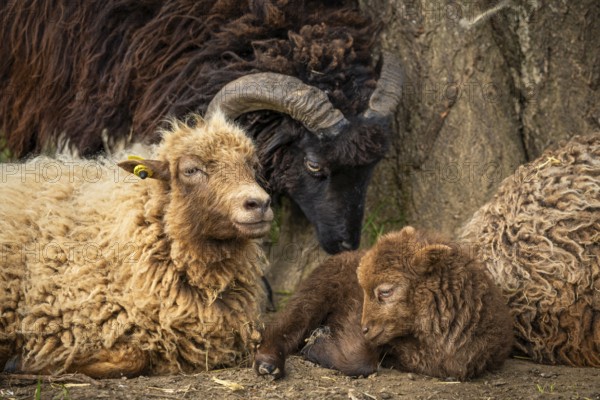 Ouessant sheep (Breton dwarf sheep), lamb and ewe lying down, with a black ram behind them. Grazing