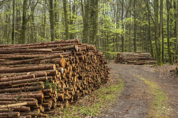 Piles of logs at road in beech forest in Ystad municipality, Skåne county, Sweden, Scandinavia,