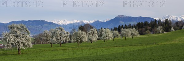 Flowering pear trees (Pyrus communis) . In the background the snow-covered Alps and the Rigi,