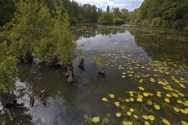 The Niepkuhlen a body of water with water lilies and trees creates a tranquil, natural scene,