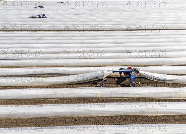 DefaultAsparagus harvest on the Lower Rhine, near Wesel, asparagus field under thermo foil, for