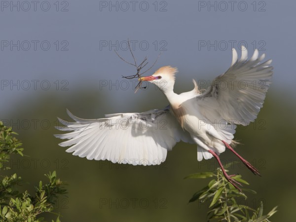 Western Cattle Egret (Bubulcus ibis) male flying with nesting material in beak, Florida, USA, North