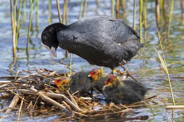 Eurasian coot, common coot (Fulica atra) parent with three chicks resting on nest in pond among
