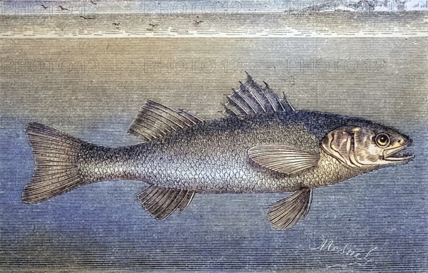 European bass, Dicentrarchus labrax, woodcut from 1880 / Europäische Wolfsbarsch oder auch