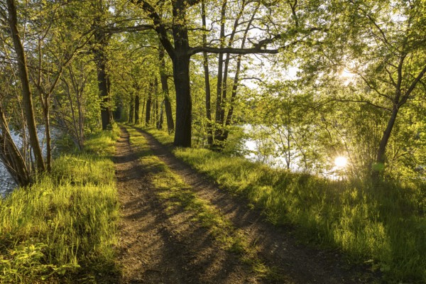 Evening sun, forest path at the Chausee pond near Rietschen, Oberlausitzer Heide- und