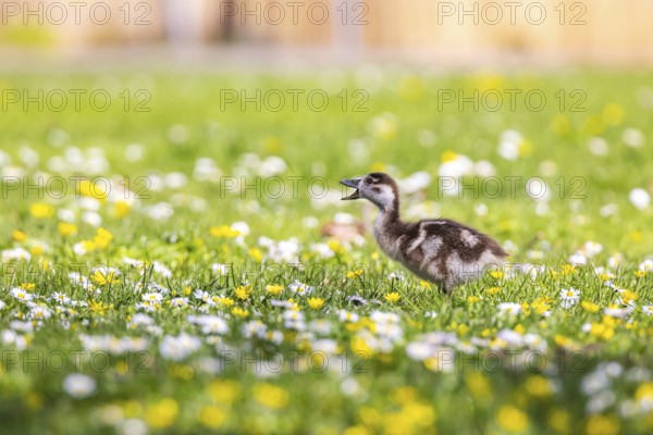 Chicks of the Nile Goose (Alopochen aegyptiaca) freshly hatched, park in spring with spring flowers