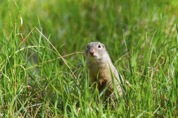 European ground squirrel (Spermophilus citellus) on a meadwo, Bavaria, Germany, Europe