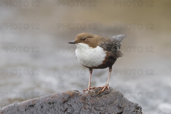 White-throated Dipper (Cinclus cinclus) on a stone on the bank of a river, wildlife, nature